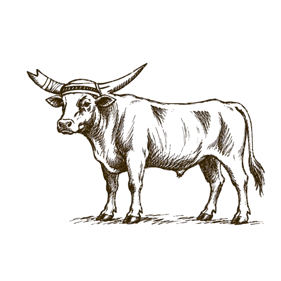 Loosehead BBQ longhorn illustration